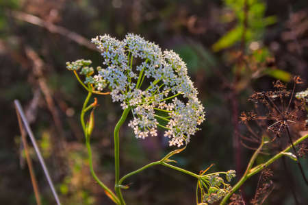 White wildflower lit by the rays of the sun in a meadow
