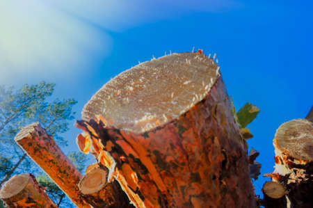 Wooden logs of pine woods in the forest, stacked in a pile.の写真素材