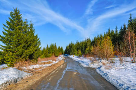 Forest in spring with beautiful bright sun rays