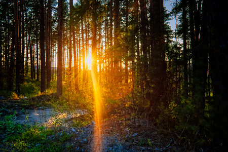 The sun's rays make their way through the branches, the sunset in the pine forest.