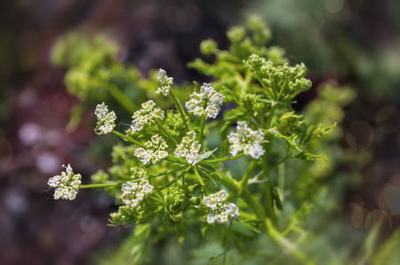 white flowers in summer meadow background close-upの写真素材