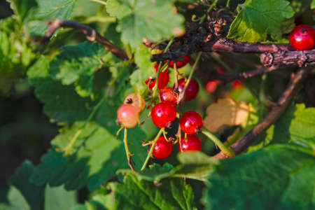 Background of red currant. Ripe red currants close-up as background. Harvest the ripe berries of red currants.の写真素材
