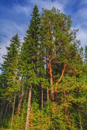 Landscape early autumn fir forest in the Ural mountainsの写真素材