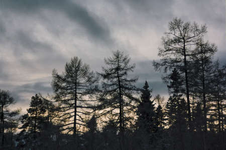 Winter landscape spruce forest in the mountains at sunsetの写真素材