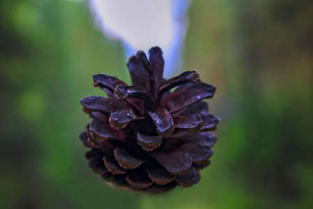 Pine cone against soft defocused background. Dry pine cone on a blurred background close-up view from above.の写真素材