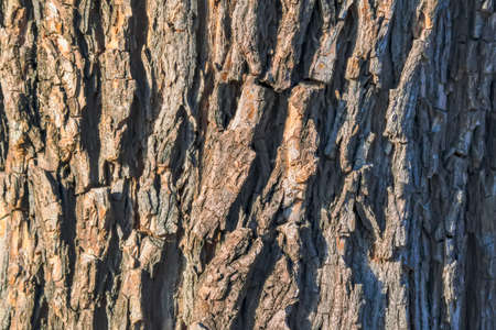 Very Old tree bark texture. Tree bark texture close up macro. Natural background for design.