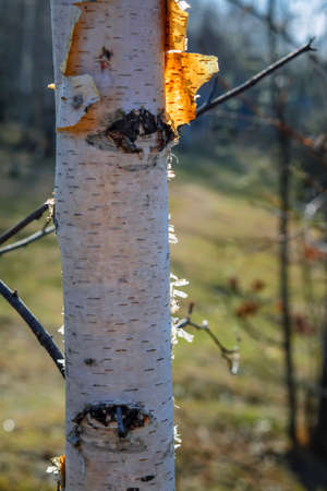 Birch tree trunk, Young birch stump, Birch tree in forest, Closeup of birch tree.の写真素材
