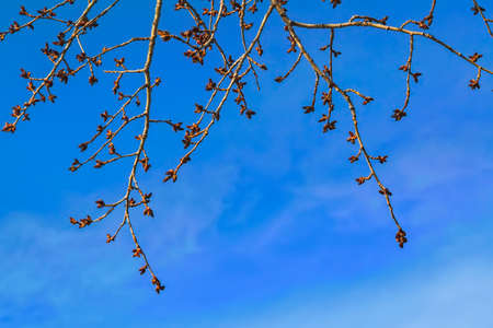 A branch of poplar with blossoming buds.Poplar branches with swollen buds against the blue spring sky.の写真素材