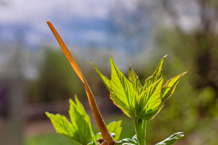 green young leaves close-up in spring morning on a blurry background.