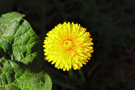Spring background with green grass and yellow dandelion. Grass and flowers in spring.