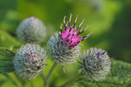 Bright flower burdock on a blurred background close-up.の写真素材