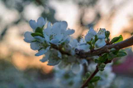 Blooming branches of the apple tree on the background of the sunset sky soft focus. Apple-tree flowers in the light of the sunset.の写真素材