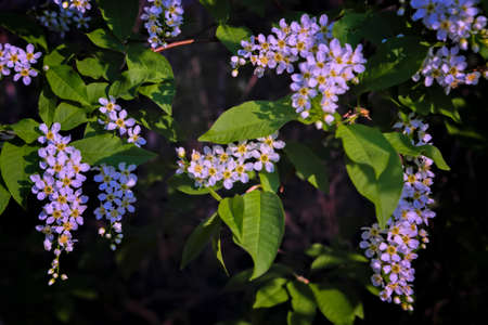 Flowers of white bird cherry close-up on blurred background.