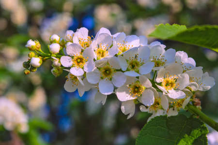 Flowers of white bird cherry close-up on blurred background.