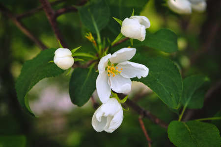 Blooming branches of the apple tree on blurred background soft focus.. Apple-tree flowers in the...
