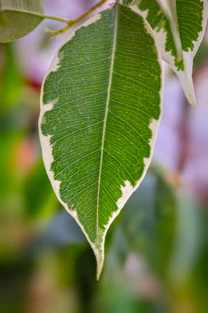 green young leaves close-up in spring morning on a blurry background.