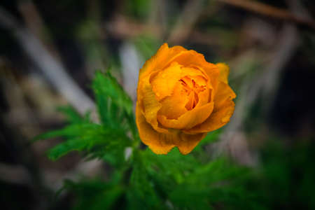 Spring flowers on a blurred background. The globeflower. Yellow flowers Trollius.