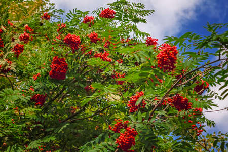 Rowan branches with ripe red fruits lit by sunlight against the skyの写真素材