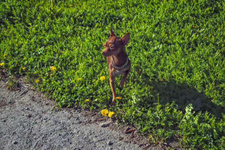 A small dog of brown color of the breed Prague Ratter on a walk in the park.の写真素材