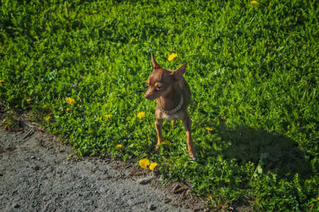 A small dog of brown color of the breed Prague Ratter on a walk in the park.の写真素材