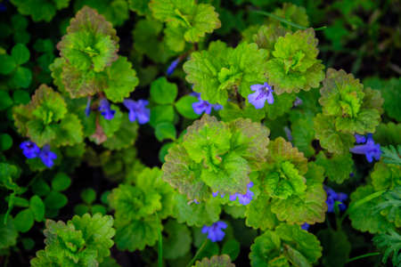 Blue spring flowers on a blurred background.の写真素材