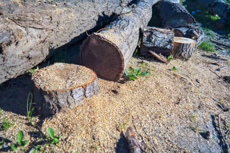 Cutting down trees. Sawn logs lying on the grass. Sawn tree trunks lie on the green grass.