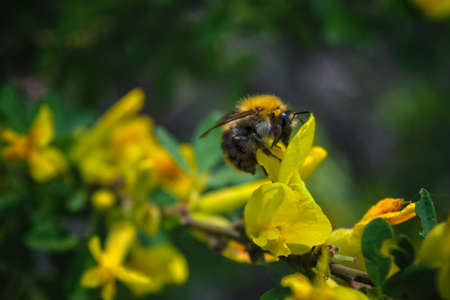 Bumblebee Sitting on a Yellow Flower.A large shaggy bumblebee collects nectar from a bright yellow flower.の写真素材