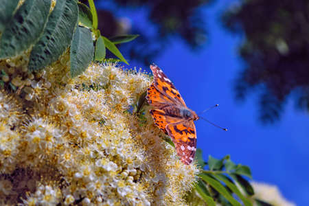 A butterfly on a blossoming rowan branch close-up. Butterfly of the family Nymphalidae.