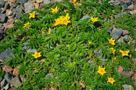 Potentilla anserina L. Perennial herbaceous plant of the Rosaceae family with fleshy roots and creeping shoots rooting at the nodes.の写真素材