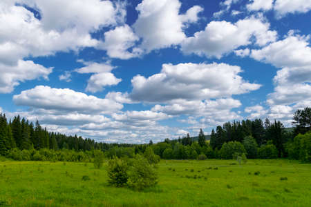 Summer meadow landscape with green grass and wild flowers on the background of a coniferous forest and blue sky.の写真素材