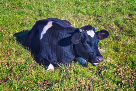 Grazing cows on a pasture. autumn landscape with farmlandの写真素材
