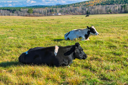 Grazing cows on a pasture. autumn landscape with farmlandの写真素材
