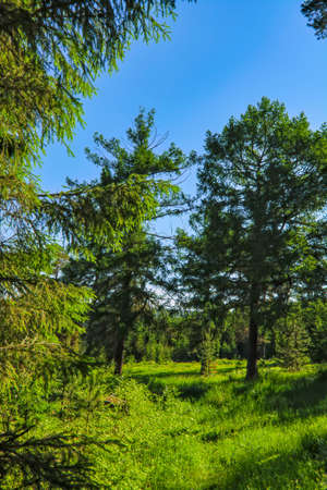Summer meadow landscape with green grass and wild flowers on the background of a coniferous forest and blue sky.の写真素材