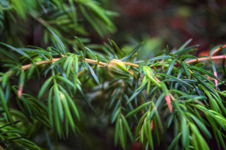 Closeup of dark green juniper bush branches with needle-like leaves and berry like cones.の写真素材