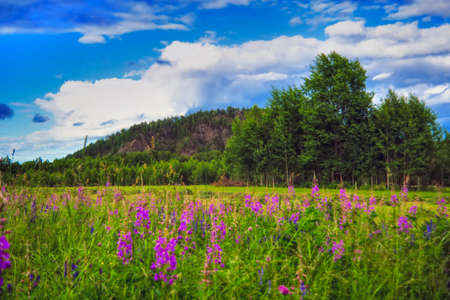 Summer meadow landscape with green grass and wild flowers on the background of a forest, sky and...