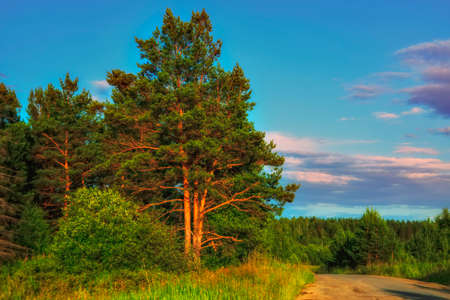 Summer meadow landscape with green grass and wild flowers on the background of a forest, sky and mountains.の写真素材