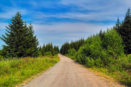 Summer landscape with green grass and wild flowers on the background of a coniferous forest.の写真素材