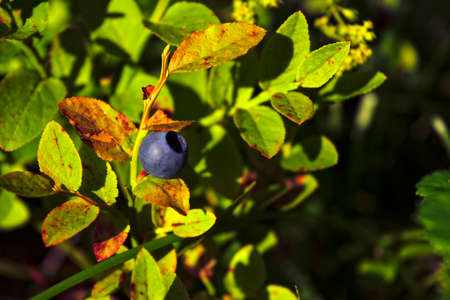 Blueberry bushes with ripe berries on a blurred background.の写真素材