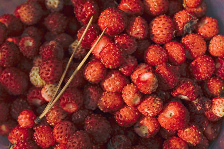 Ripe red berries of wild strawberry close-up.の写真素材