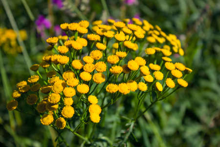 Wild flowers in a meadow nature. Natural summer background with wild flowers in the meadow in the...