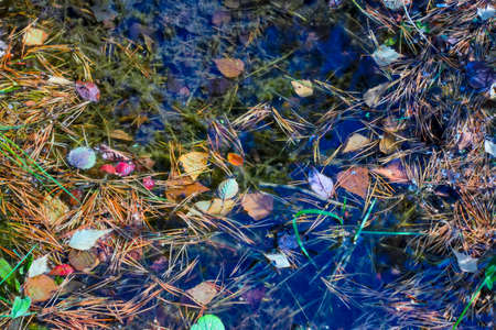 Summer landscape on the shore of a forest lake with transparent blue water.