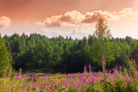 Summer landscape with green grass and wild flowers on the background of a forest.の写真素材
