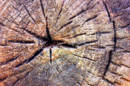 Old tree stump texture background. Close-up of cross section of a tree stump with patterns of arcs, circles and cracks. Rotten wood of old stump.の写真素材