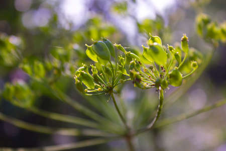 Wild flowers in a meadow nature. Natural summer background with wild flowers in the meadow in the morning sun rays.の写真素材