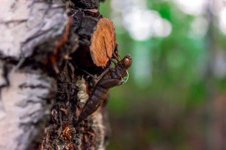 Dragonfly nymph on a tree trunk close-up.の写真素材