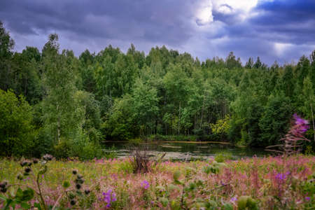 Summer landscape with green grass and wild flowers on the background of a forest.の写真素材
