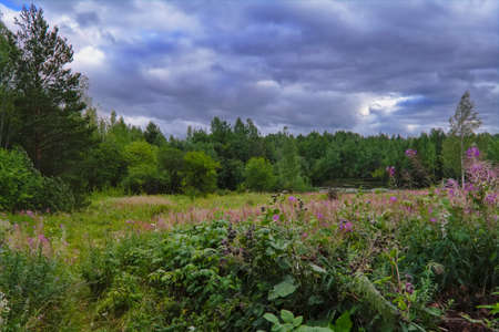 Summer landscape with green grass and wild flowers on the background of a forest.