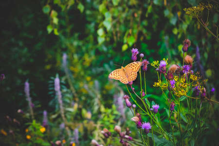 Beautiful Argynnis paphia butterfly in sunlight in herb garden.の写真素材