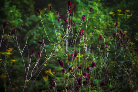 Great burnet Sanguisorba officinalis Greater burnet flower close-up.の写真素材