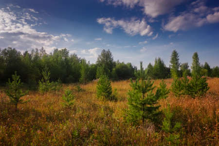 Summer landscape with grass and wild flowers on the background of a forest.の写真素材